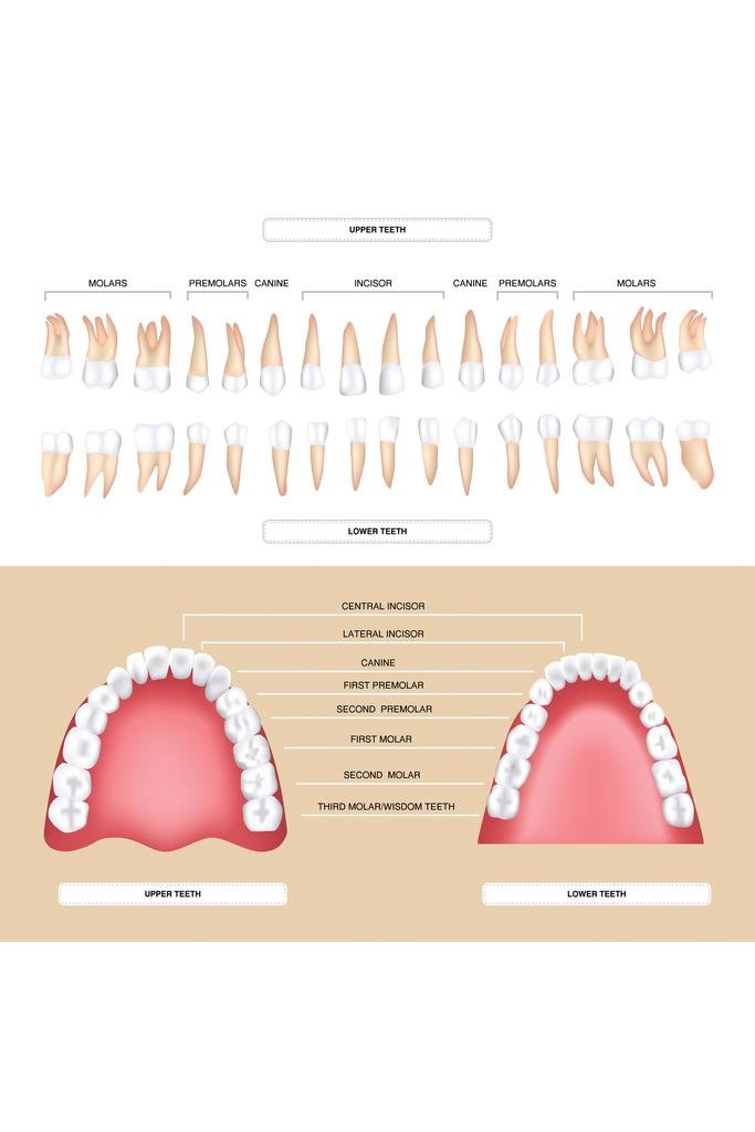 Amazon.co.jp: ラミネートHuman歯科解剖学Permanent Tooth図教育